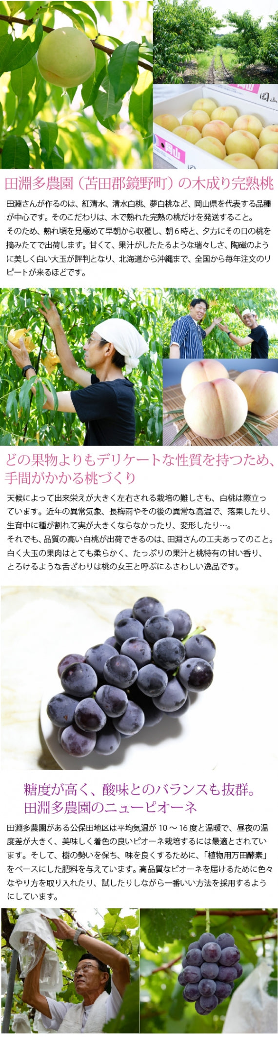 送料無料 岡山県産果実100％とろけるような濃質食感 清水白桃・ピオーネ・フルーツトマトジュレ6個入