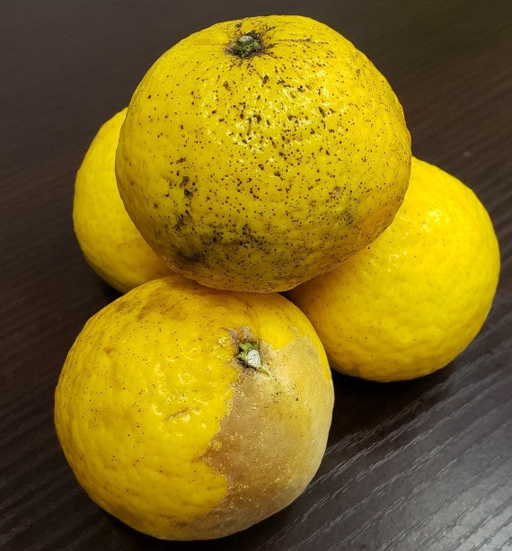 【販売終了】★希少品種★知る人ぞ知る幻の柑橘「媛小春」(家庭用)5kg サイズ不揃い・キズあり