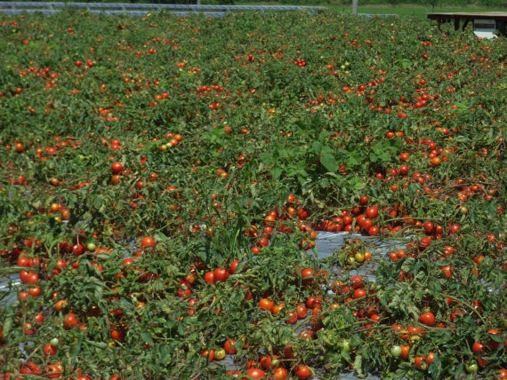 愛知県産トマト100％使用トマトケチャップ３００ｇ