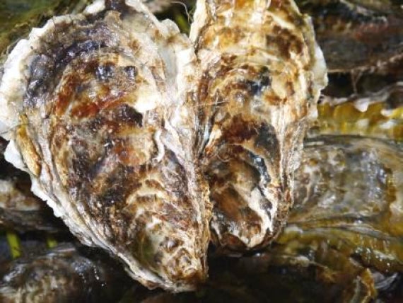 厚岸産 殻付き牡蠣（ＬＬサイズ）　20個入　カキナイフ付き（送料無料）