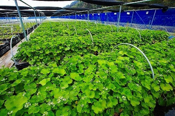 佐賀・多良岳のわさびドレッシング3本セット