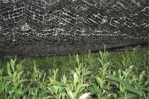 ≪宇治銘茶・京洛茶座≫ 玉露 金閣 45g袋