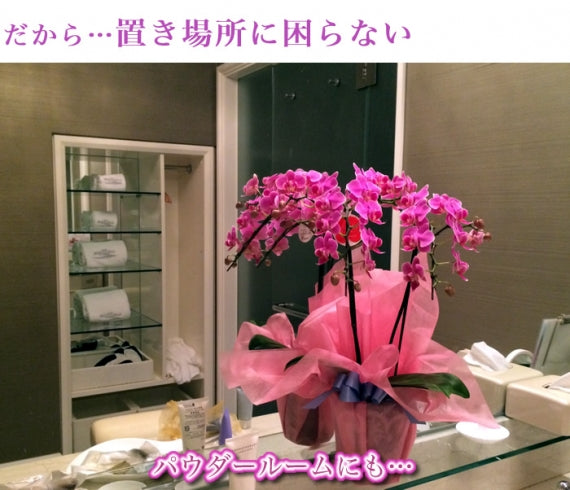 ミニ胡蝶蘭 ランラン 2本立 全てのギフトに最適!【記念日】【開店祝い】【誕生日】