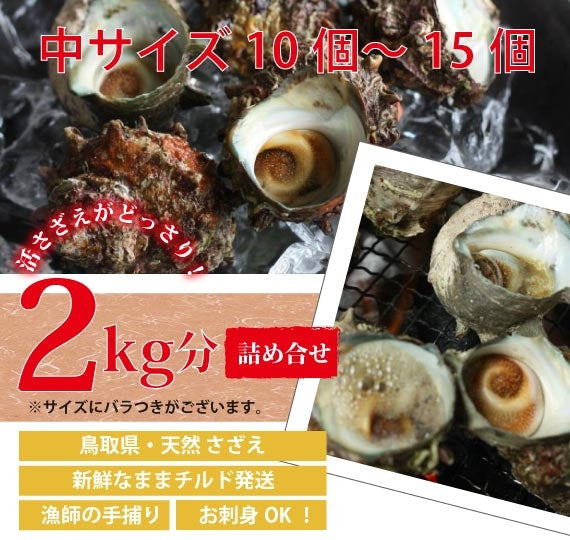 【天然の活けサザエ】漁師が素潜りで獲った本物のさざえ 約2kg(約10~15個)