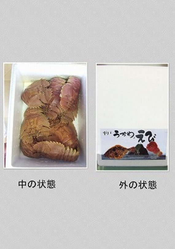 見てビックリ！長崎県平戸産天然活き「オオバウチワエビ」約２㎏（10匹～14匹）　お得用