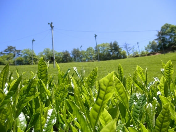 食べる緑茶 60g箱入 ≪食べるお茶シリーズ≫