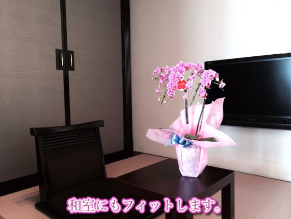 ミニ胡蝶蘭 ランラン 2本立 全てのギフトに最適!【記念日】【開店祝い】【誕生日】