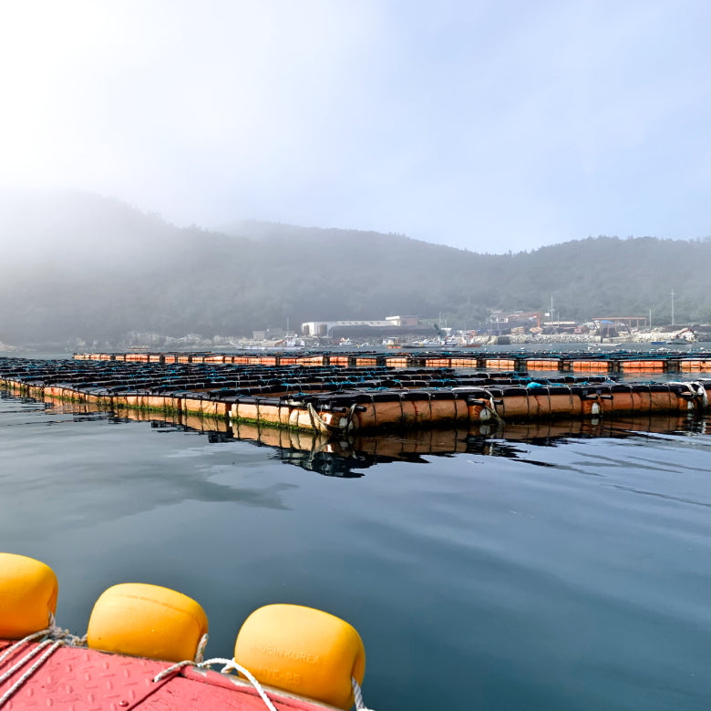 活あわびBセット