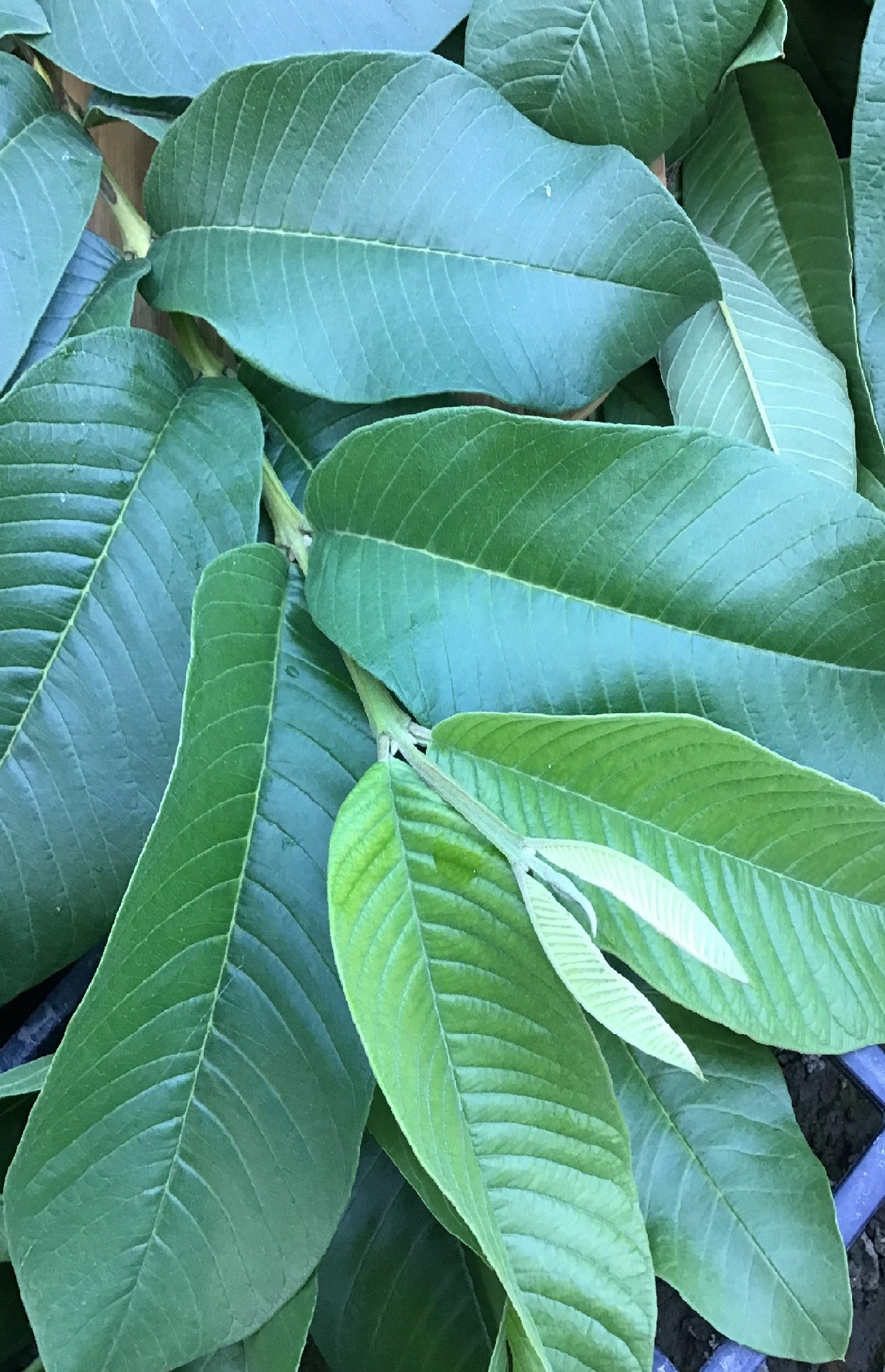 宮崎果汁 自社農園産100% グァバ茶70g