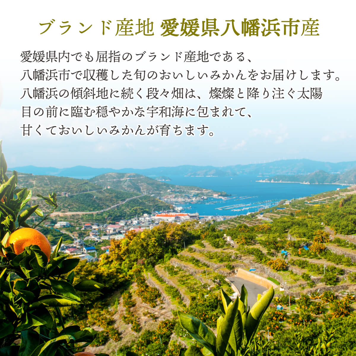 【2024年夏頃予約開始予定】愛媛県八幡浜市産 温州みかん