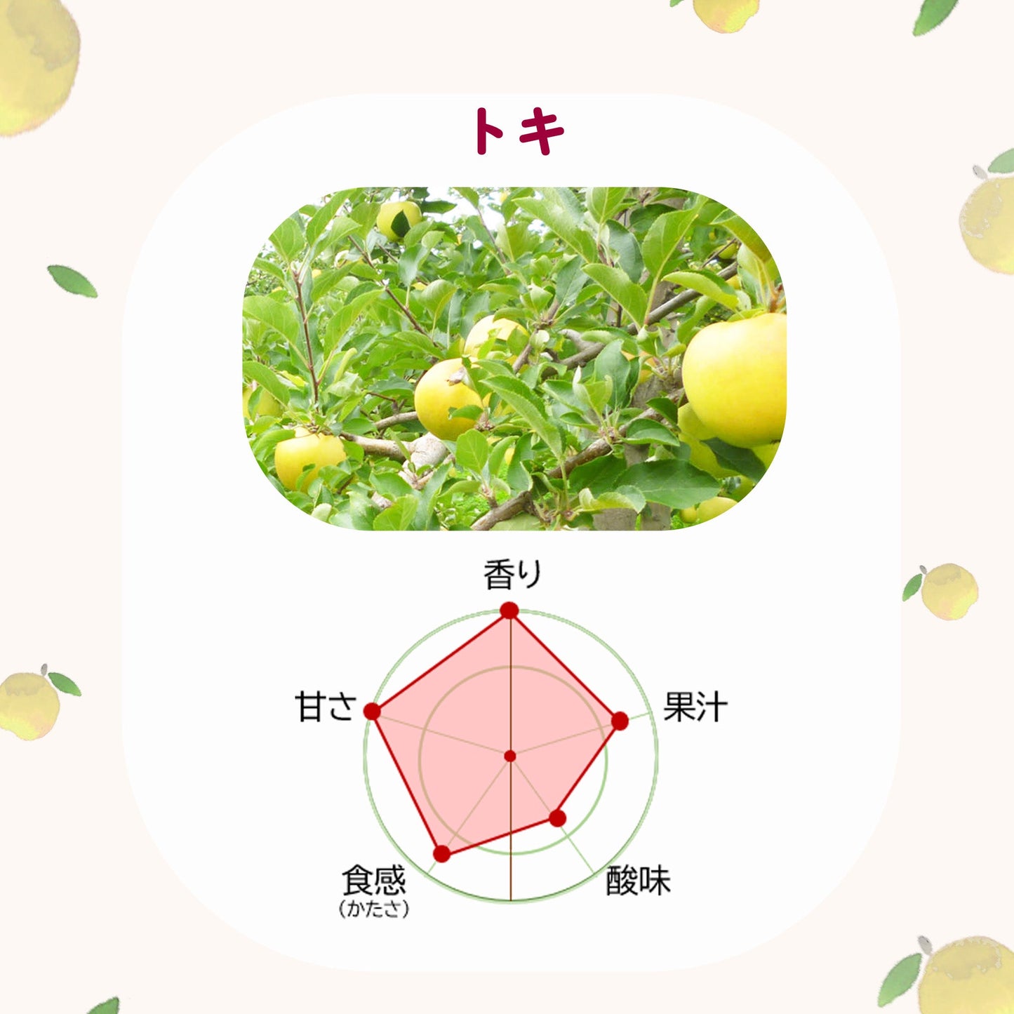 トキりんごご家庭用【送料込】【訳あり】【りんご】【青森県産】【タムラファーム2025】【葉っぱとらじろう】【期間限定】