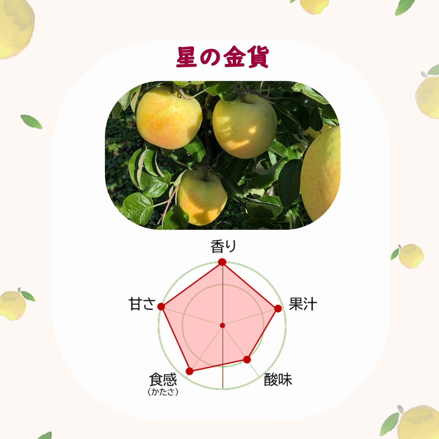 星の金貨りんご【送料込】【りんご】【青森県産】【タムラファーム2025】【葉っぱとらじろう】【期間限定】