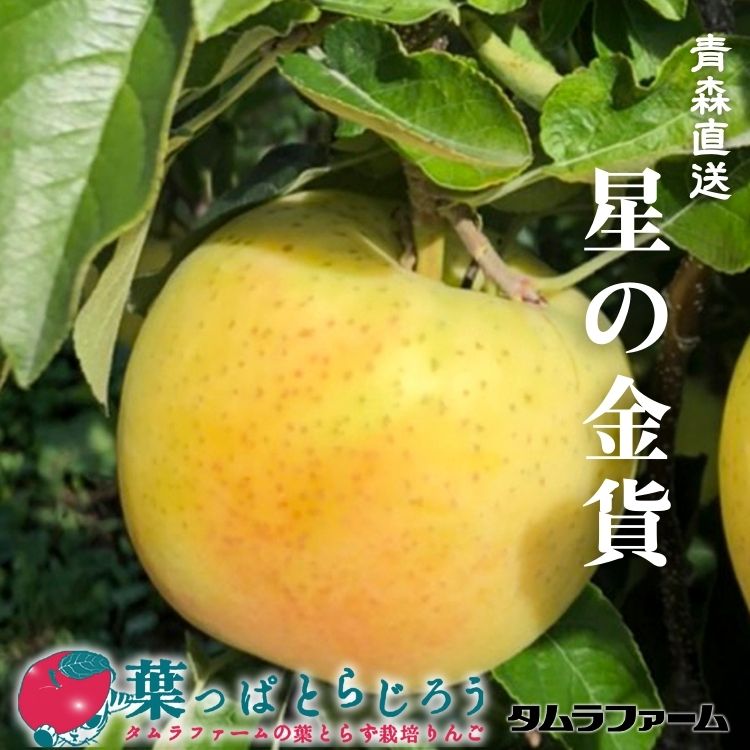 星の金貨りんご【送料込】【りんご】【青森県産】【タムラファーム2025】【葉っぱとらじろう】【期間限定】
