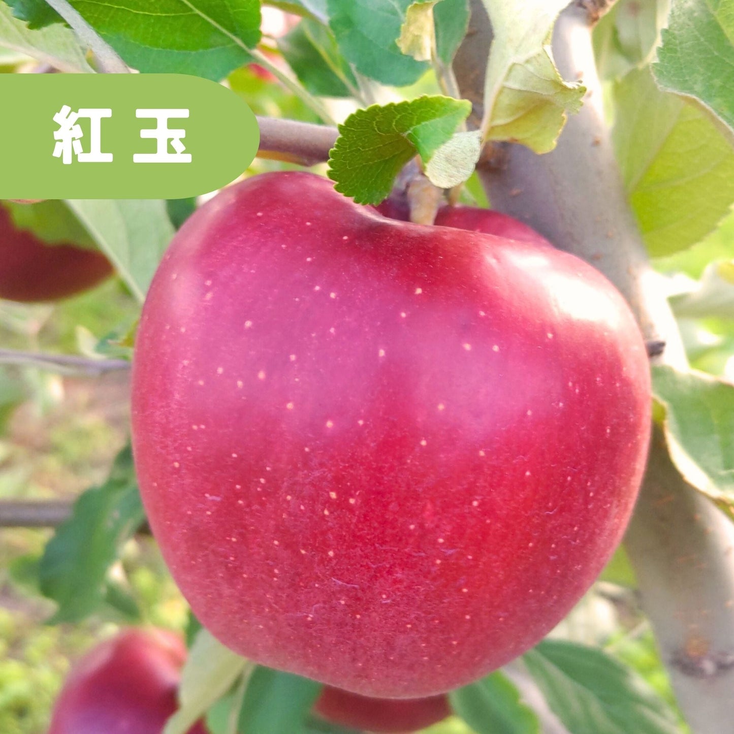 紅玉りんご【送料込】【訳あり】【りんご】【青森県産】【タムラファーム2025】【葉っぱとらじろう】【期間限定】