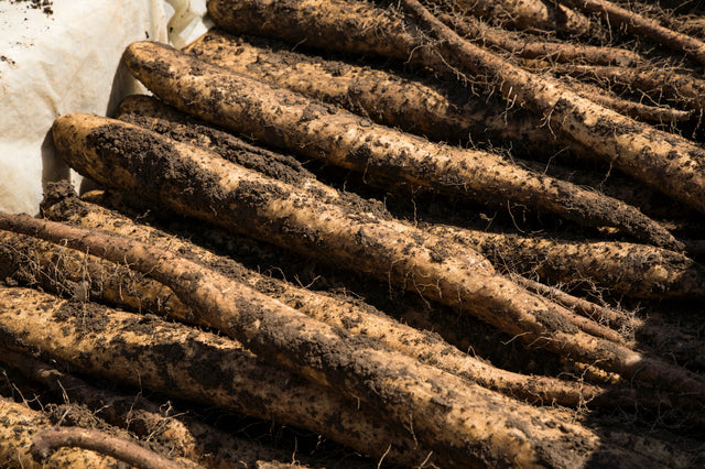 【訳あり】長いも約５kg（土付き）