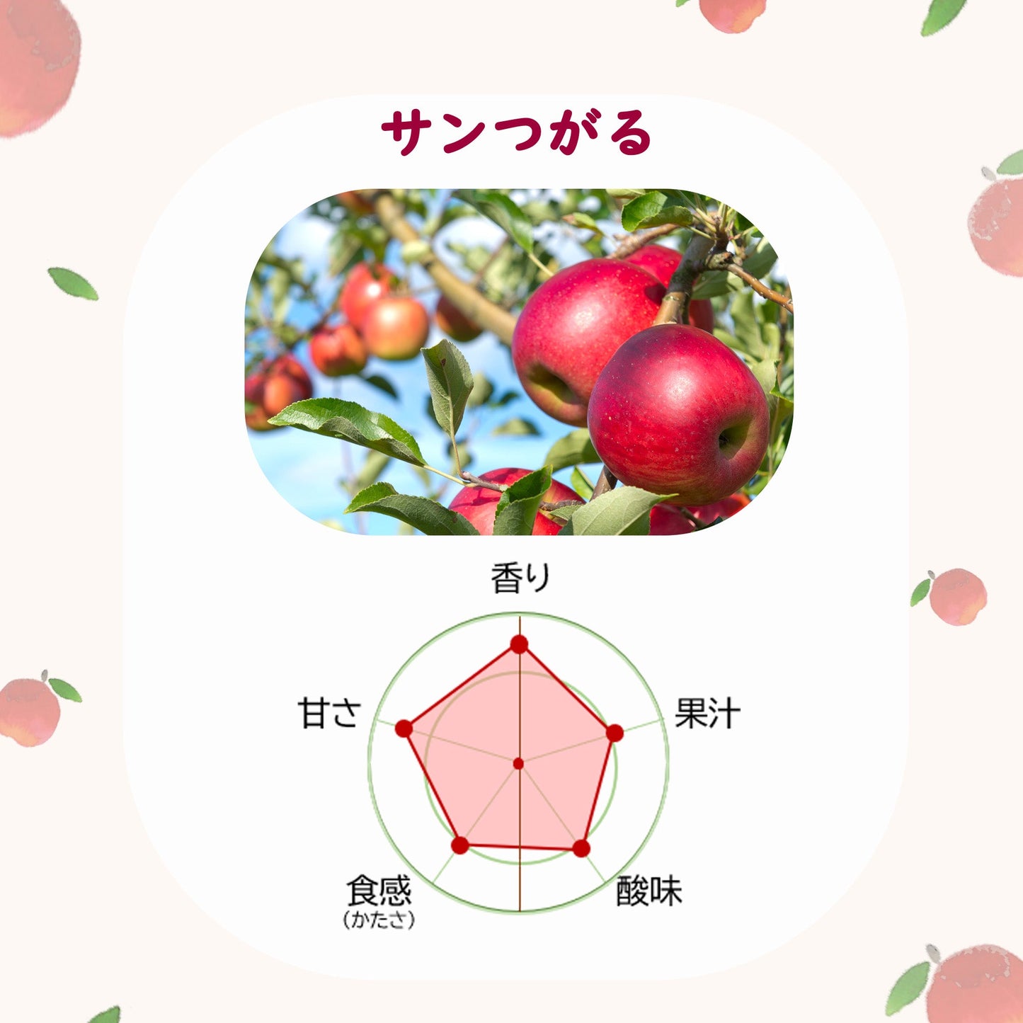 サンつがる【送料込】【りんご】【青森県産】【9/15前後から発送開始予定】【タムラファーム2024】【葉っぱとらじろう】【期間限定】