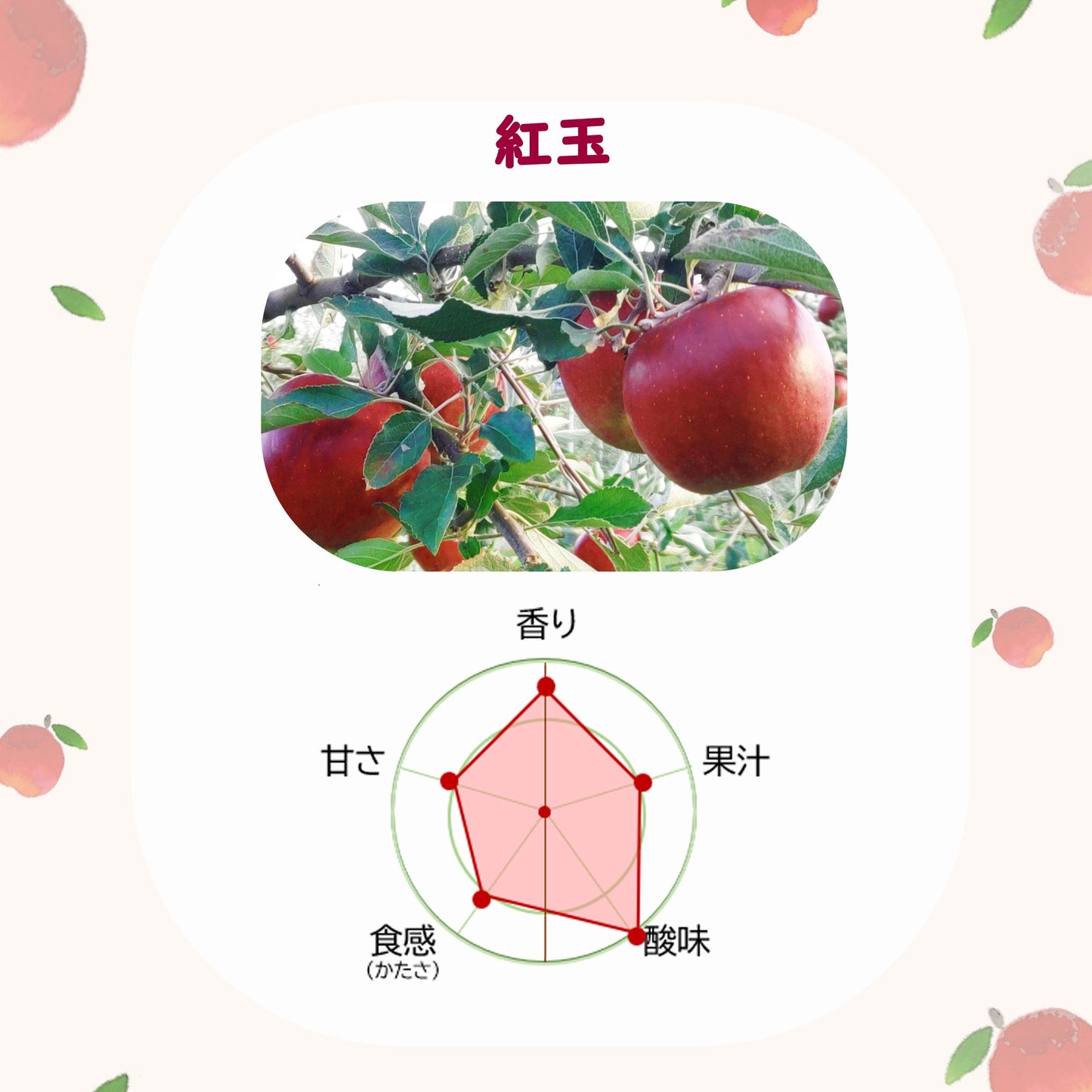 紅玉りんご【送料込】【訳あり】【りんご】【青森県産】【タムラファーム2025】【葉っぱとらじろう】【期間限定】