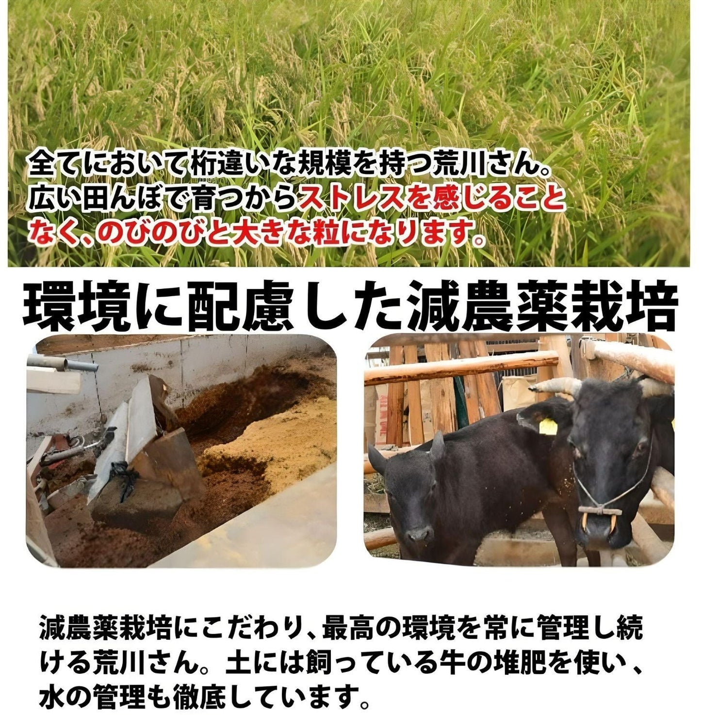 【おかずを引き立てる旨みバランス！】荒川さんちのコシヒカリ5kg　７年産新米【送料込み】
