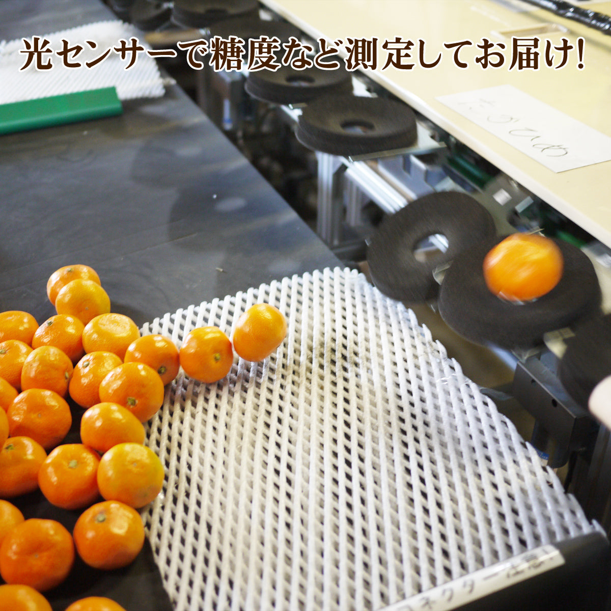 【高糖度！】★太良みかん『プレミアム』4.5kg（大きめ・小さめ選べます。）