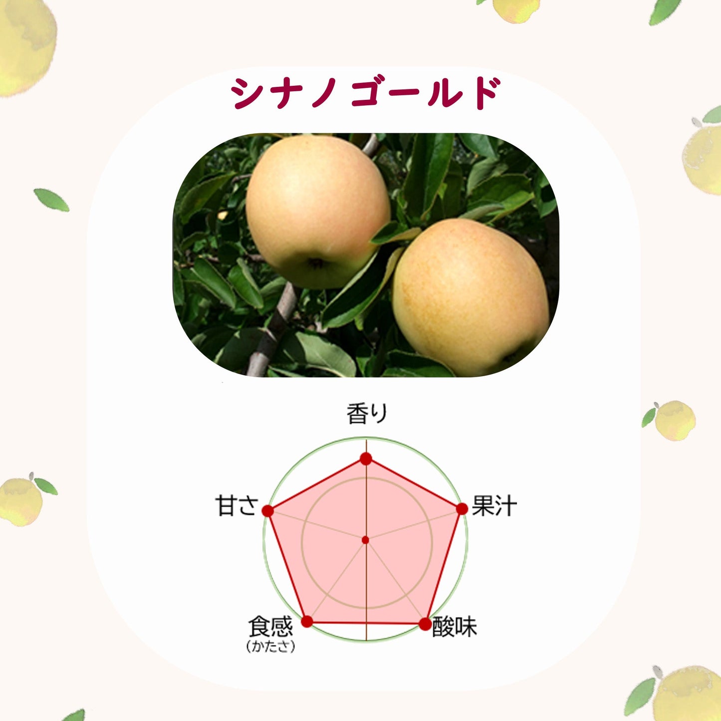 【予約注文】蔵出しシナノゴールド訳ありご家庭用【送料込】【3/15前後から出荷】【葉っぱとらじろう】【りんご】【青森県産】【タムラファーム農園直送】【期間限定】