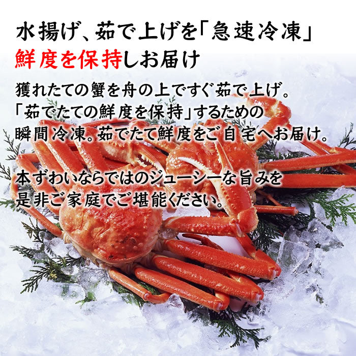 [再入荷!]本ずわい蟹 姿 ボイル800g前後(400g前後×2尾)（送料無料※沖縄は別途）