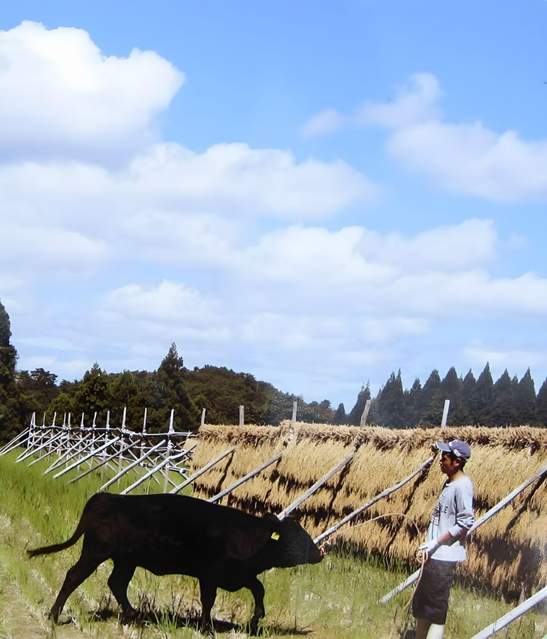 【充足感抜群 天空圃場の仁多米！】井上さんちのコシヒカリ５kg ７年産新米【送料込み】