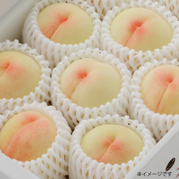 「岡山白桃」4個～6個（約1.4kg）【お中元2025】【フルーツ】発送は6/20～8/30日迄
