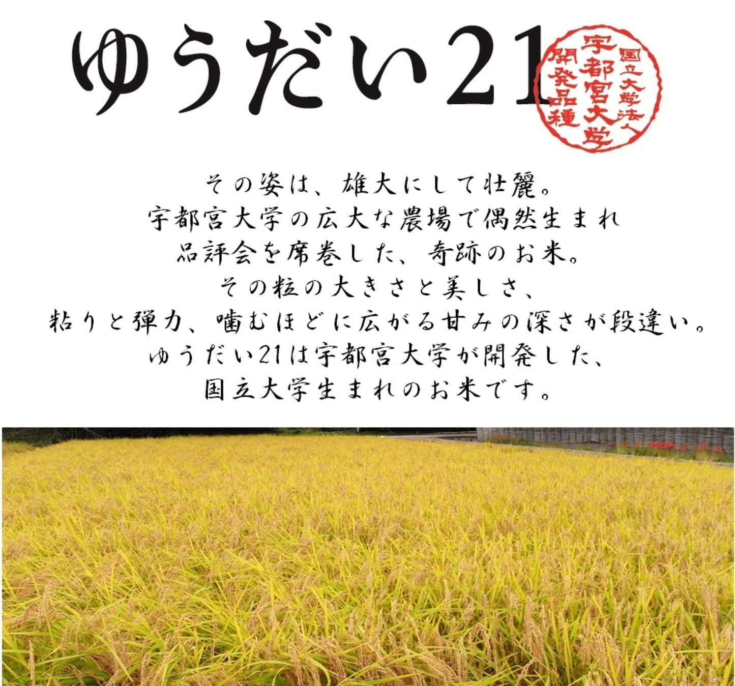 【原さんちのお米5㎏】【2024年産】群馬の甘くて楽しい町（甘楽町）のこんにゃく農家、原さんが自分のために本気で育てたお米【ゆうだい21】