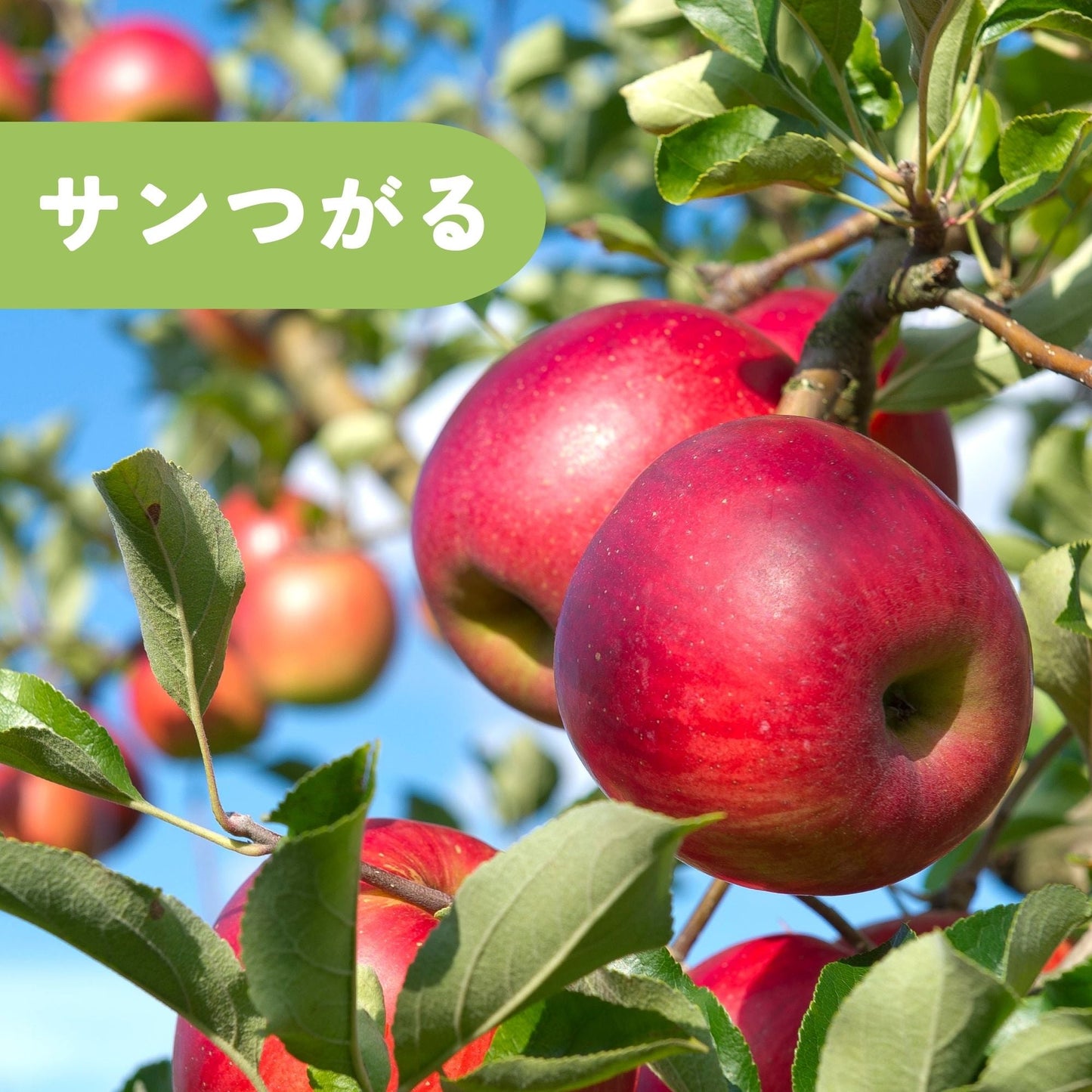 サンつがる【送料込】【りんご】【青森県産】【9/15前後から発送開始予定】【タムラファーム2024】【葉っぱとらじろう】【期間限定】