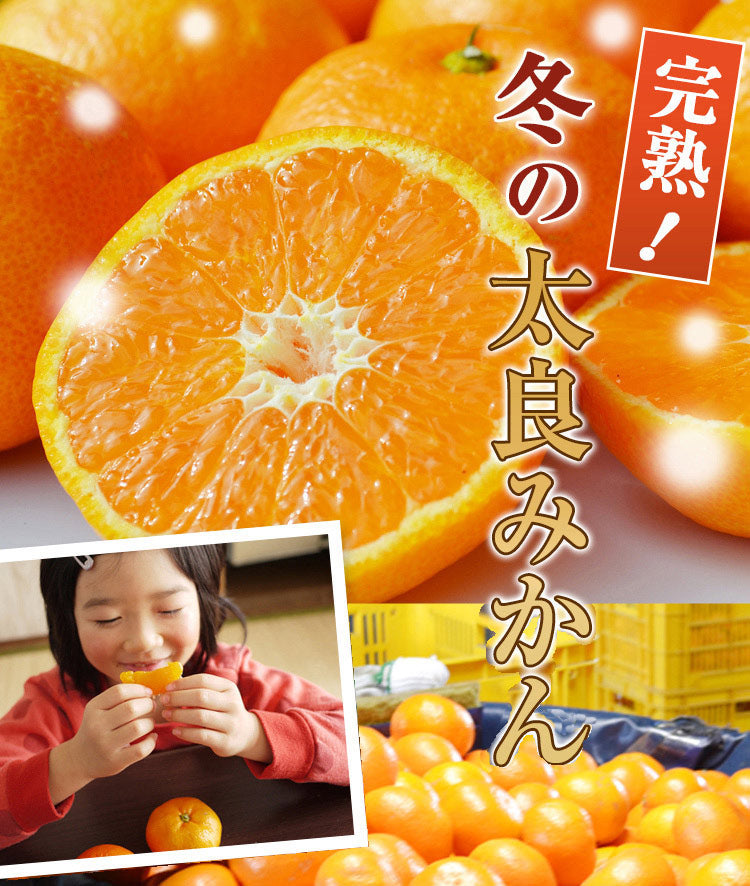 12月の濃厚で甘いみかん★完熟！冬の太良ミカン★