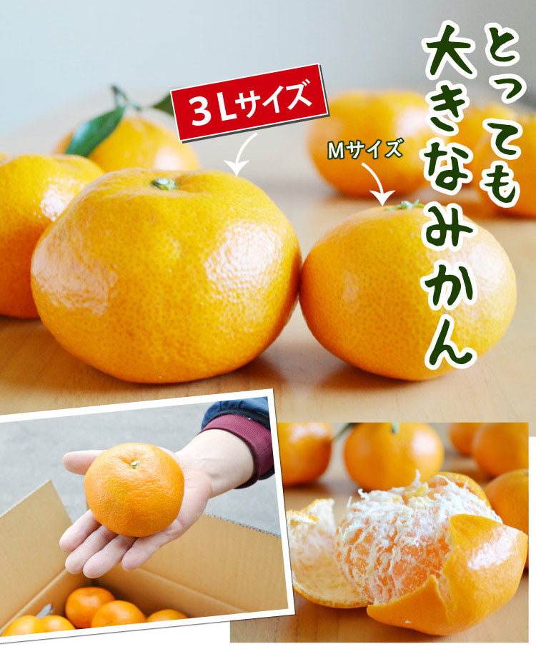 懐かしい美味しさ。食べ応え満点！！★とっても大きなミカン ≪2L～3Ｌサイズ≫★