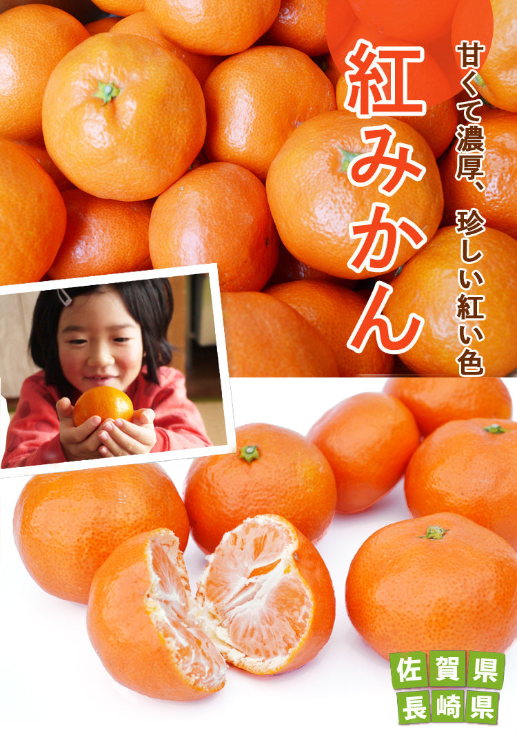 【希少な赤いミカン】甘すっぱくて美味しい！★紅みかん ★