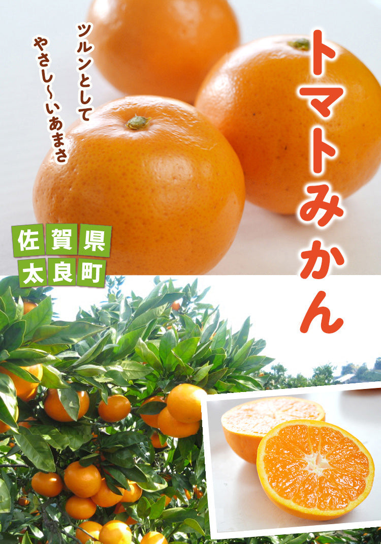 ★やさし～い甘さの希少なミカン★女性に人気！トマトみかん（品種：盛田温州）