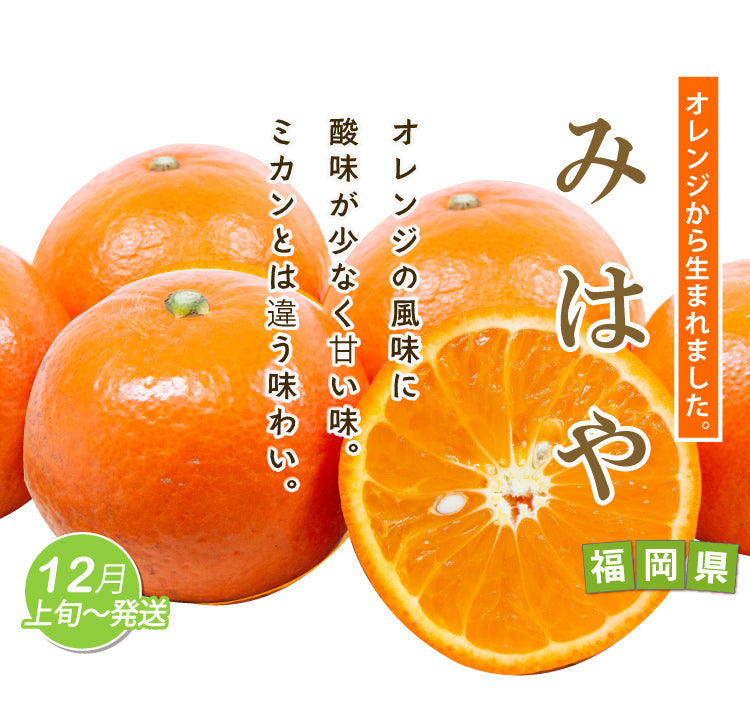 オレンジから生まれました！甘～い★希少な新品種★みはや