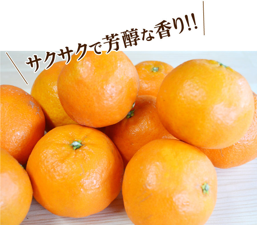 【スペイン生まれの柑橘】香りが良く！サクサク♪★クレメンティンClementina★