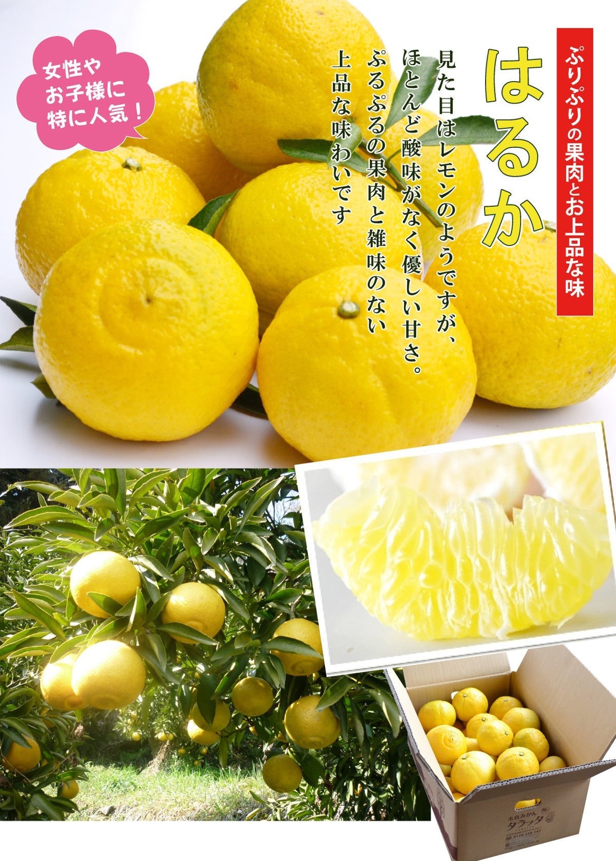 春の香りを運ぶ＜上品な甘さ＞★はるか ★（混合サイズ）