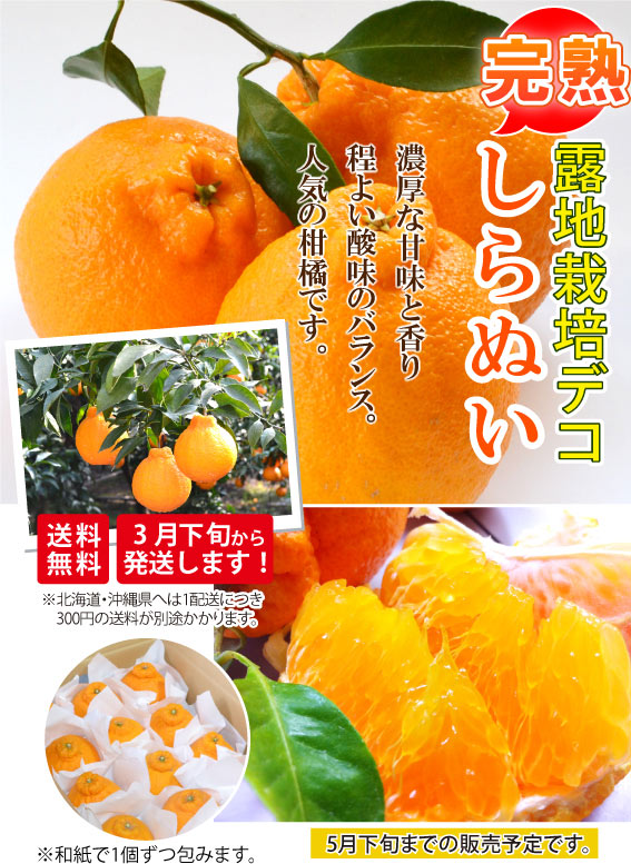 柑橘の王様★完熟！露地栽培デコ～しらぬい～ 3ｋｇ★（サイズを選べます。）