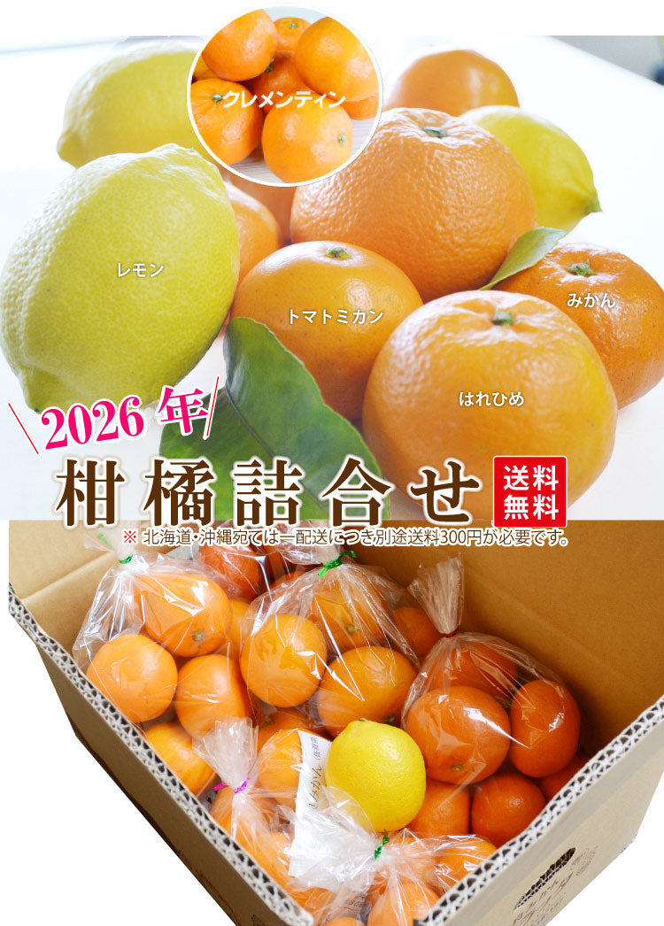 新年★旬の柑橘詰合せ　2026年★【送料無料】