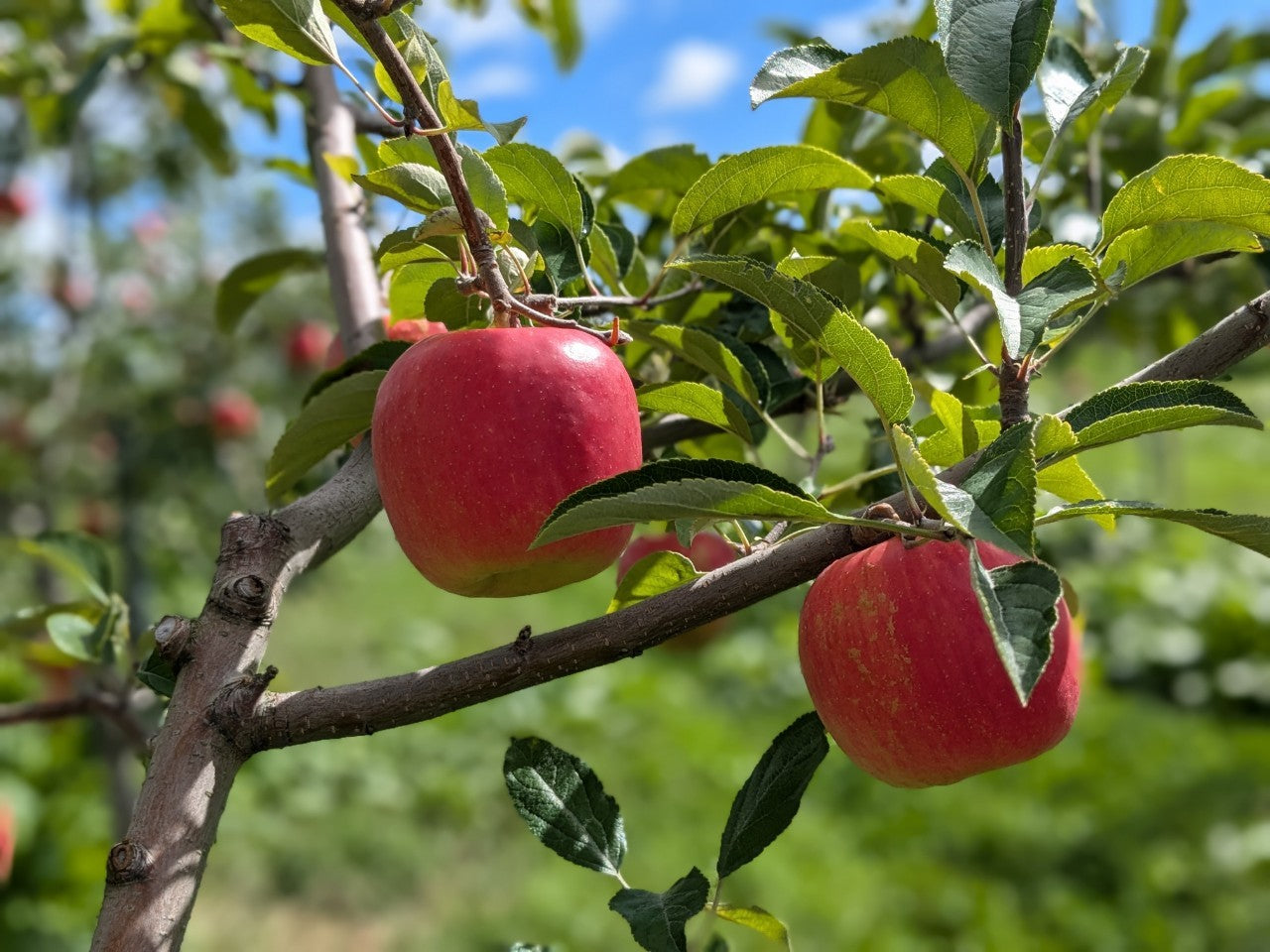 奥州ロマン【送料込】【りんご】【青森県産】【タムラファーム2025】【葉っぱとらじろう】【期間限定】