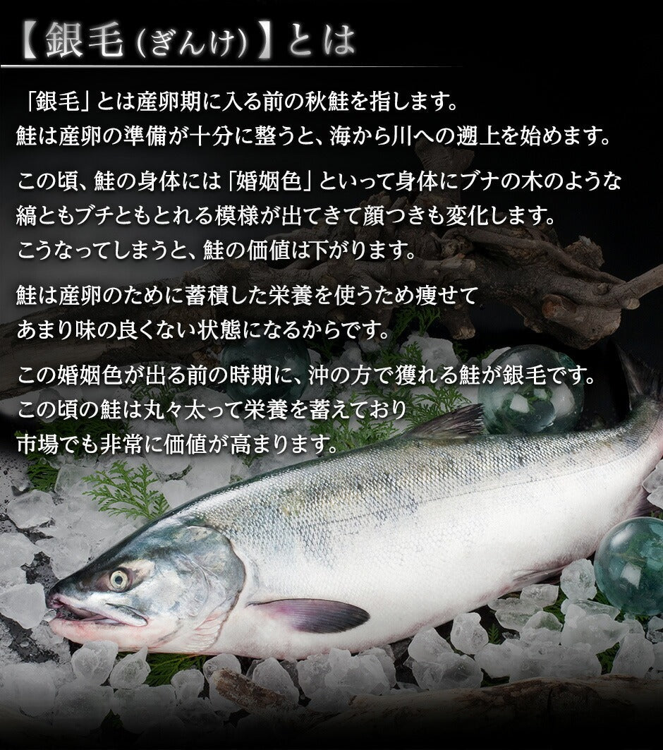 北海道 礼文島産 生 秋鮭 オス 2.5〜3.0kg前後 (姿)【送料無料】