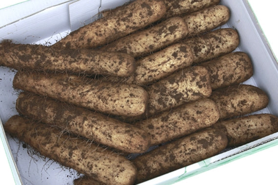 生産農家直送！大和芋（棒、土付き）正味4キロ