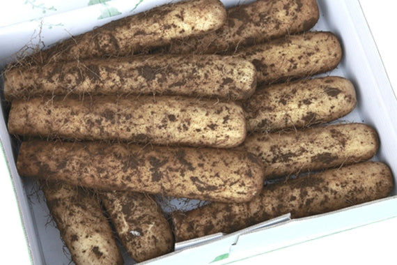 生産農家直送！大和芋（棒、土付き）正味３キロ