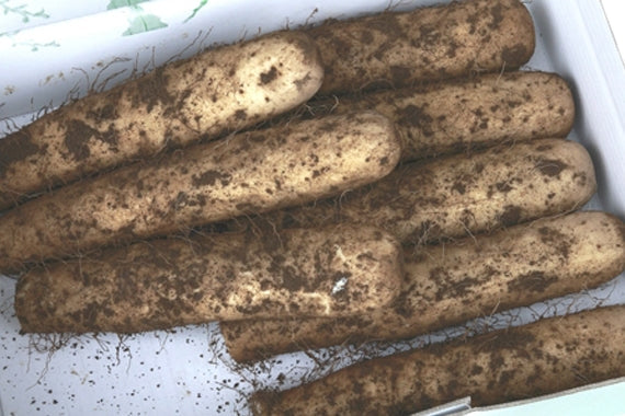 生産農家直送！大和芋（棒、土付き） 正味２キロ