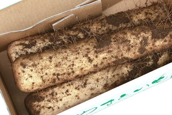 【お試し！】農家直送の大和芋（土付き）正味１キロ