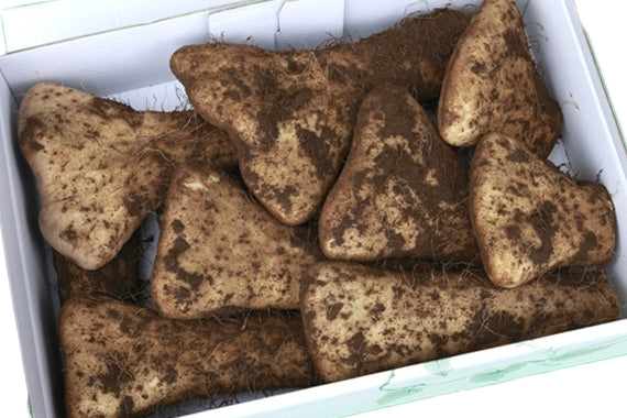 生産農家直送　大和芋（開き、土付き）正味４キロ