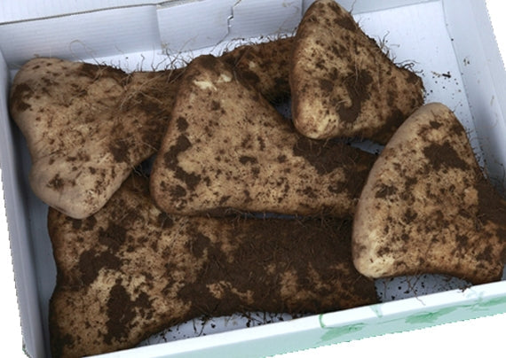 生産農家直送　大和芋（開き、土付き）正味２キロ