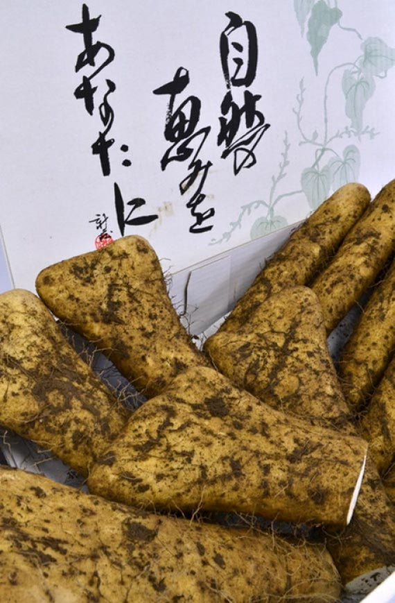 生産農家直送！大和芋（棒と開きのミックス、土付き）正味３キロ