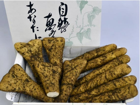 生産農家直送！大和芋（棒と開きのミックス、土付き）正味４キロ