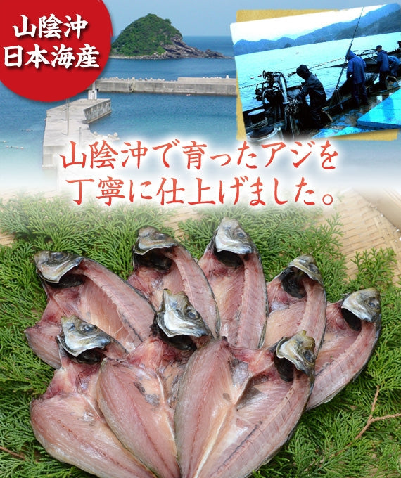 【日本海の恵みを山陰から】【送料無料】新鮮・豪華！真あじ・ひもの　８尾セット