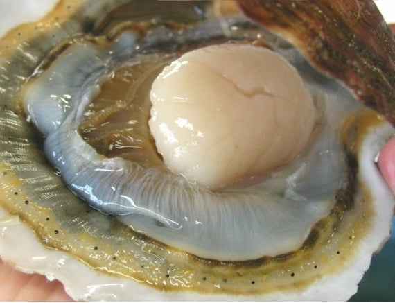 【送料無料】青森県むつ湾産 最高級活ほたて Lサイズ6kg（42枚～60枚）剥きへら付【のし対応】【カニ・鮮魚・魚介類】